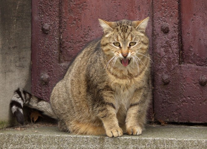 Photo de Chat domestique