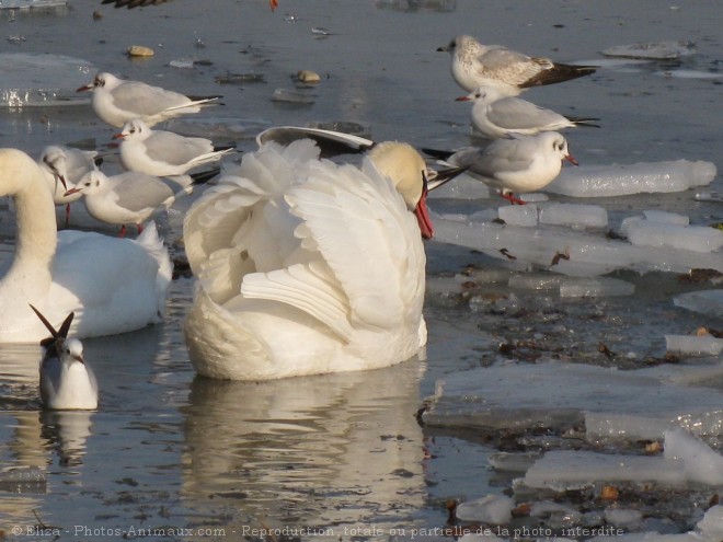 Photo de Cygne