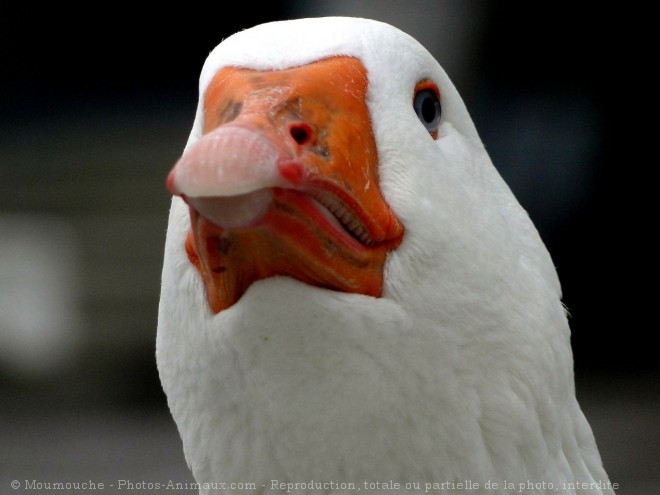 Photo d'Oie blanche