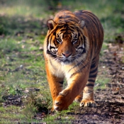 Photo de Tigre