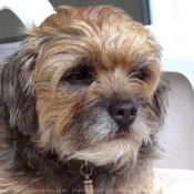 Photo de Border terrier