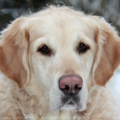 Photo de Golden retriever