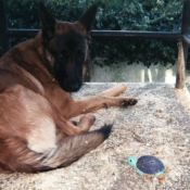 Photo de Berger belge malinois