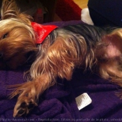 Photo de Yorkshire terrier