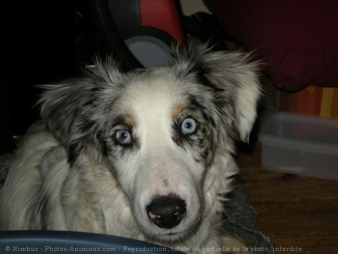 Photo de Border collie