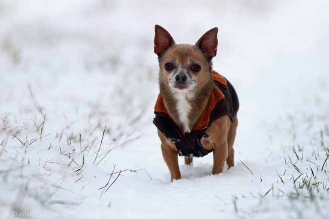 Photo de Chihuahua  poil court