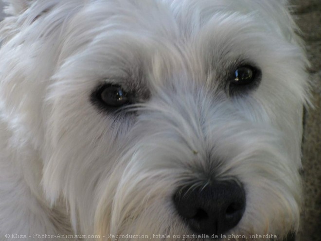 Photo de West highland white terrier