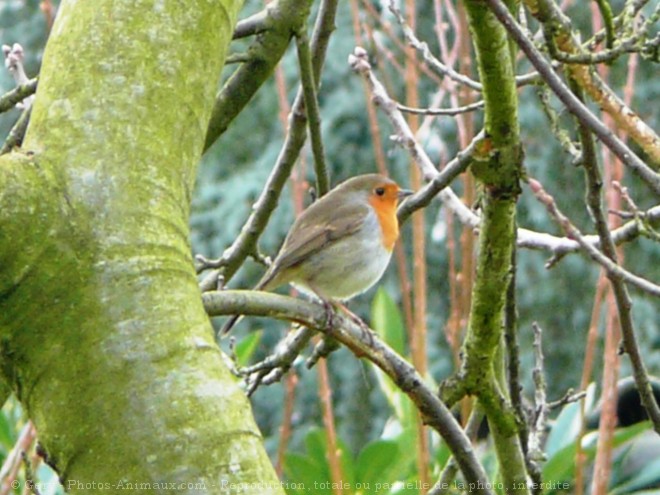 Photo de Rouge gorge