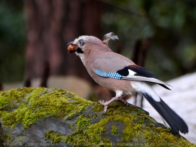 Photo de Geai - des chnes