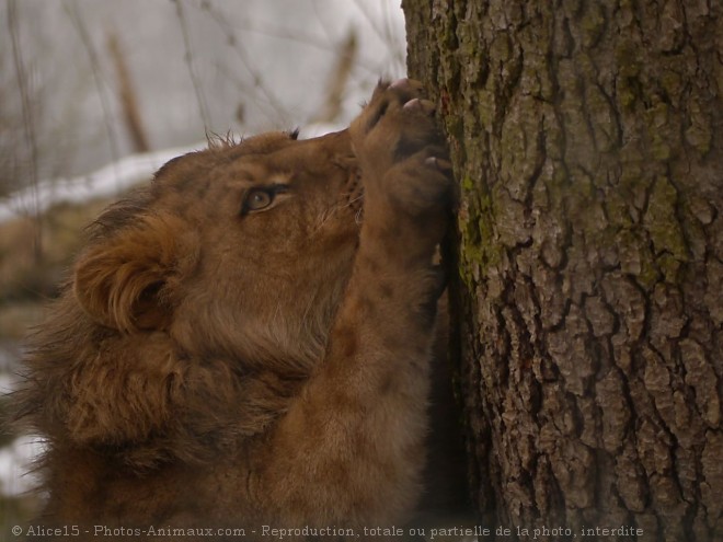 Photo de Lion