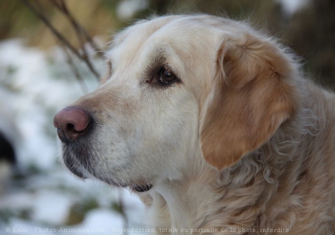 Photo de Golden retriever