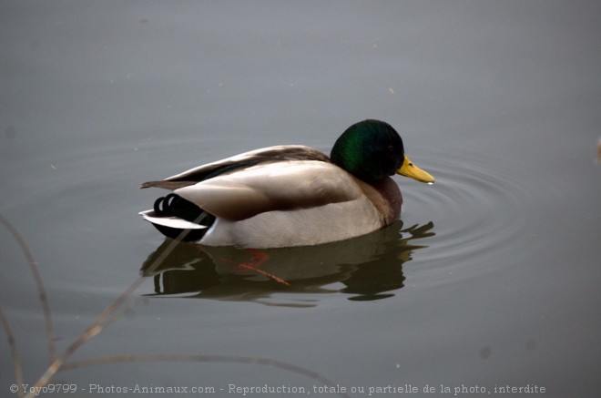 Photo de Canard colvert