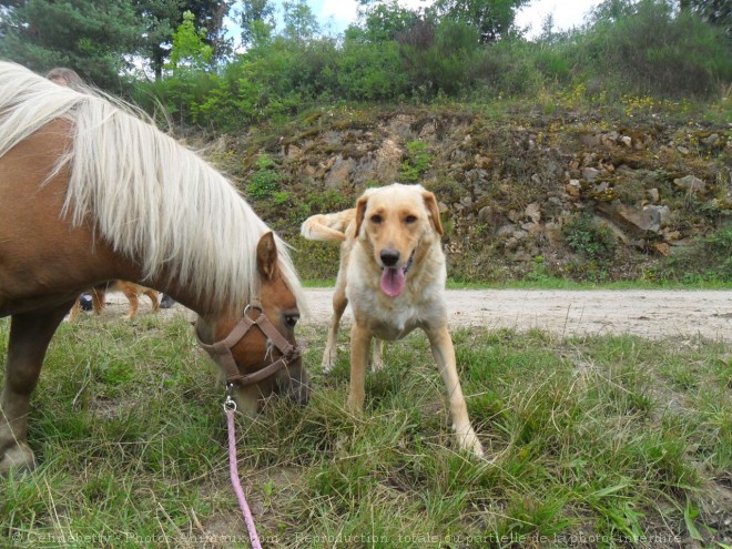 Photo de Shetland