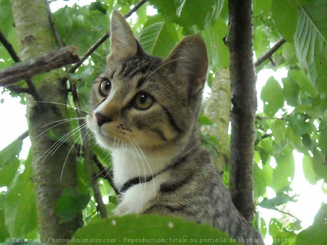 Photo de Chat domestique