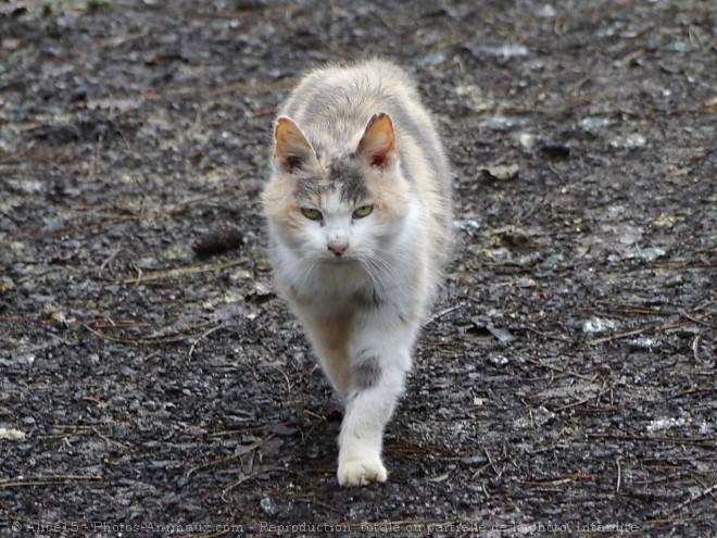 Photo de Chat domestique