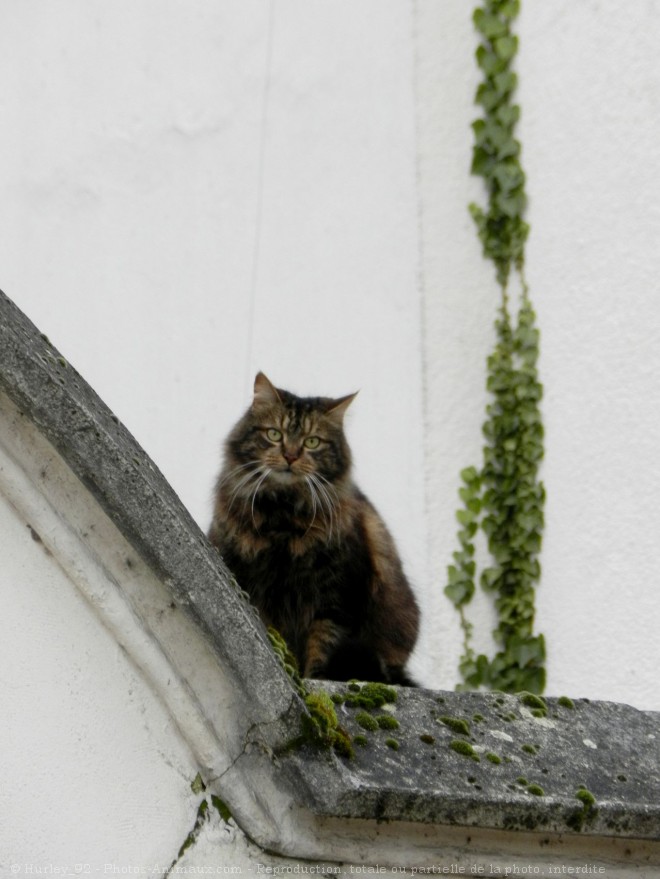 Photo de Chat domestique