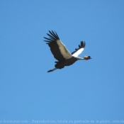 Photo de Grue couronne