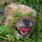 Photo de Border terrier