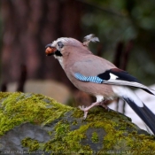 Photo de Geai - des chnes