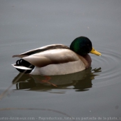 Photo de Canard colvert