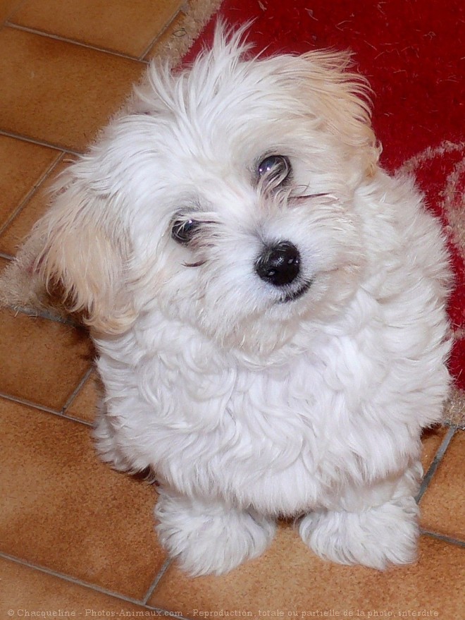 Photo de Coton de tulear