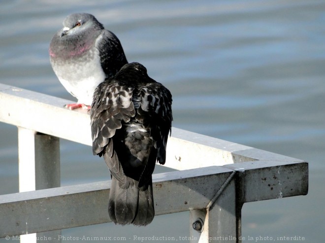 Photo de Pigeon