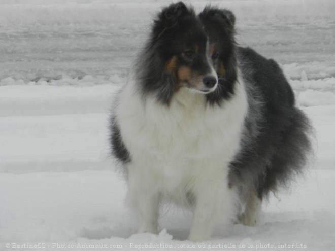 Photo de Chien de berger des shetland