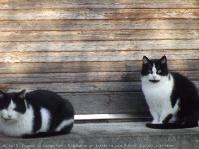 Photo de Chat domestique