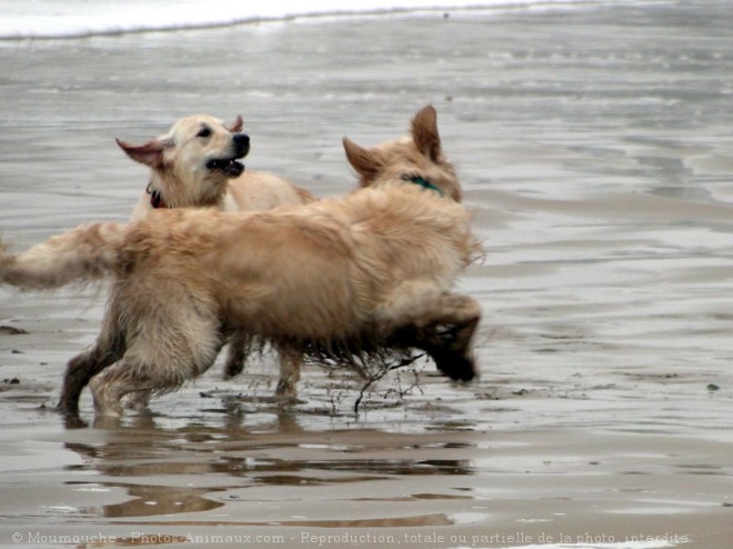 Photo de Golden retriever