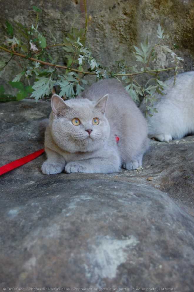 Photo de British shorthair