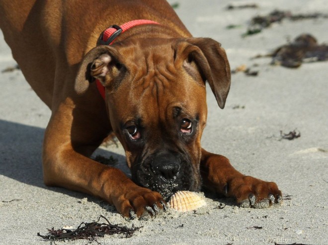 Photo de Boxer