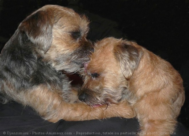 Photo de Border terrier