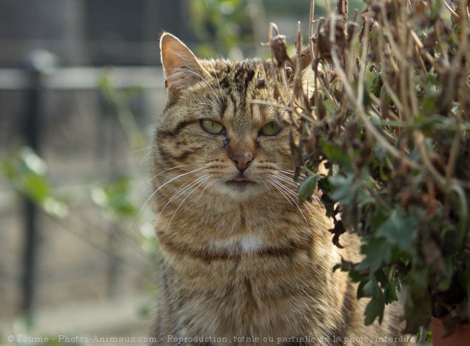 Photo de Chat domestique