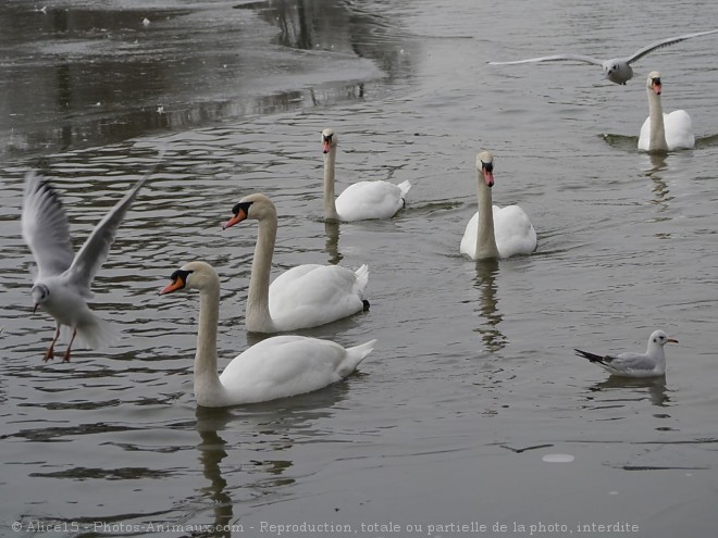 Photo de Races diffrentes