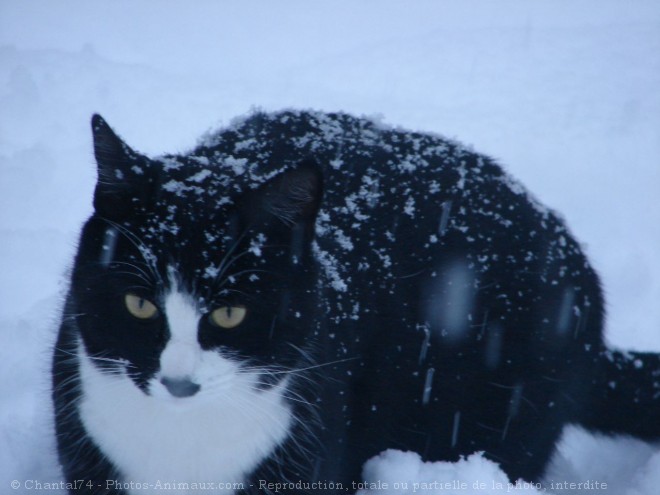 Photo de Chat domestique