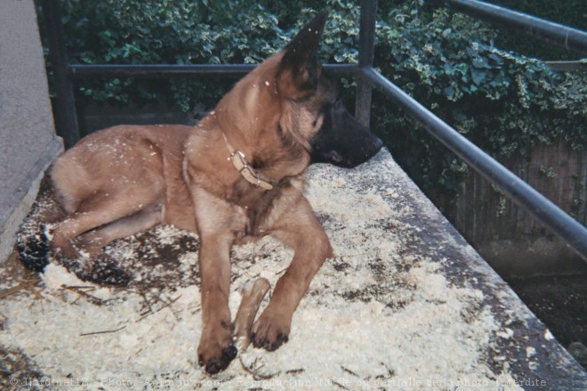 Photo de Berger belge malinois