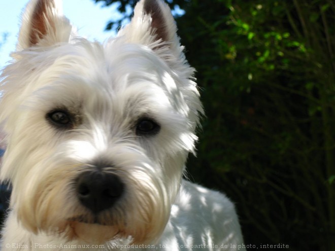 Photo de West highland white terrier