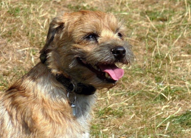 Photo de Border terrier