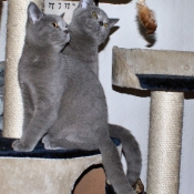 Photo de British shorthair