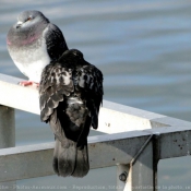 Photo de Pigeon