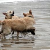 Photo de Golden retriever