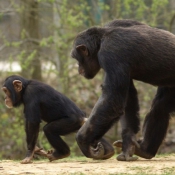 Photo de Singe - chimpanz