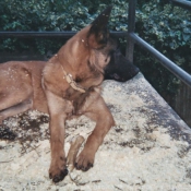 Photo de Berger belge malinois