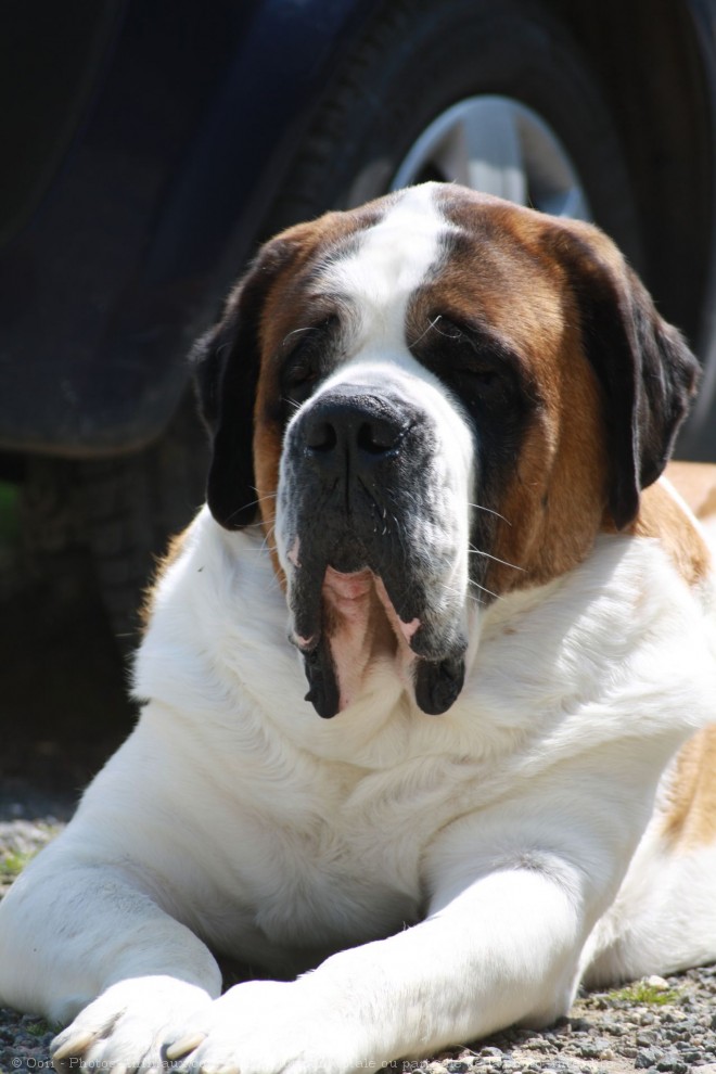 Photo de Saint-bernard poil long