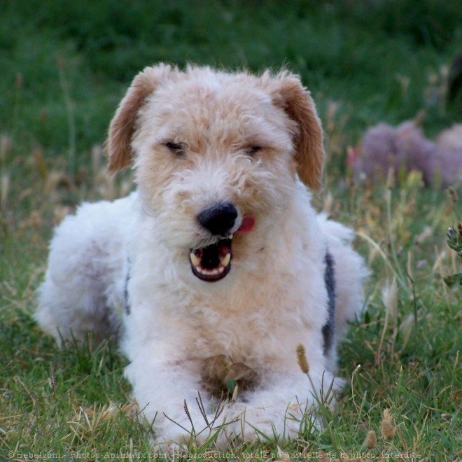 Photo de Fox terrier  poil dur