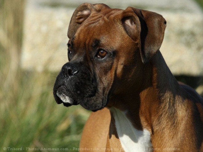 Photo de Boxer