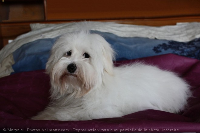 Photo de Coton de tulear