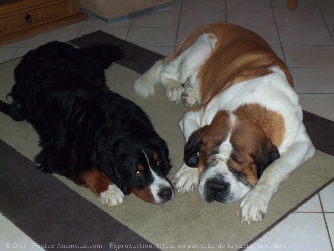 Photo de Saint-bernard poil long