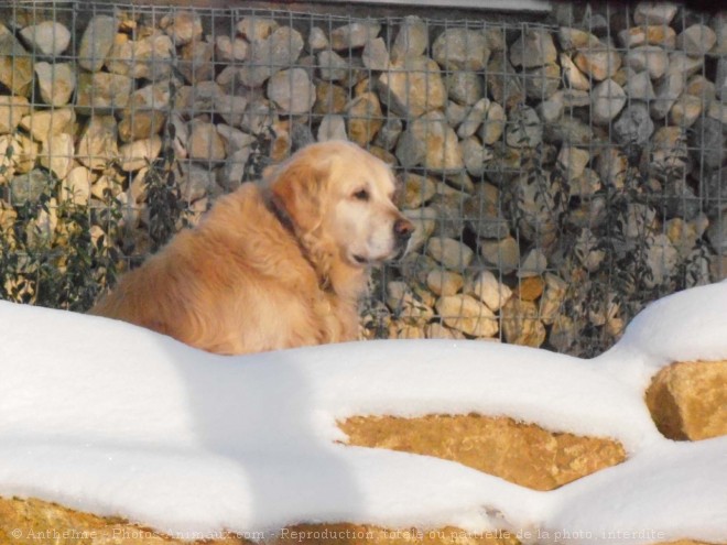 Photo de Golden retriever