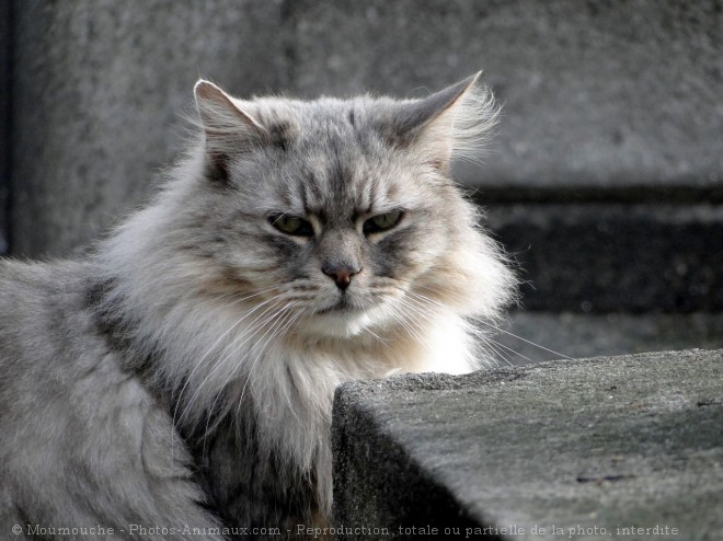 Photo de Chat domestique